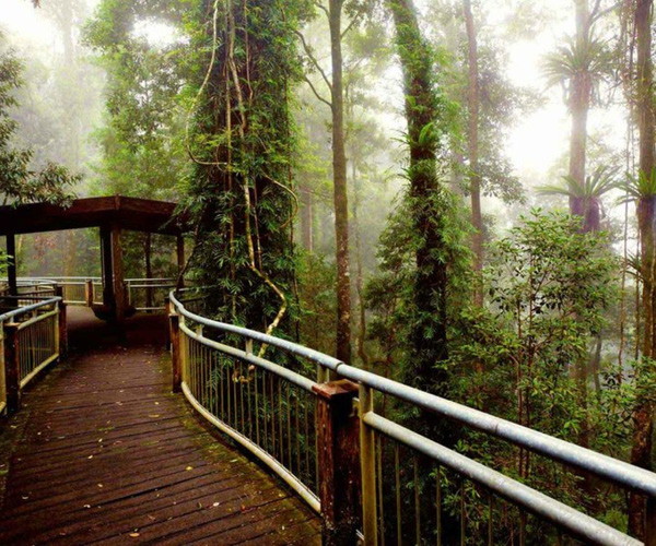 Dorrigo Rainforest Centre