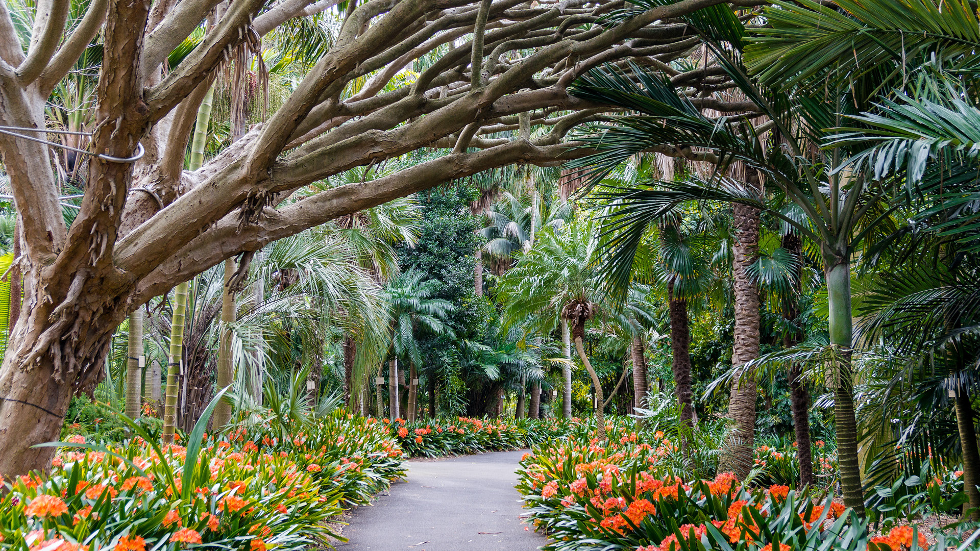 Королевский ботанический сад сидней - 94 фото