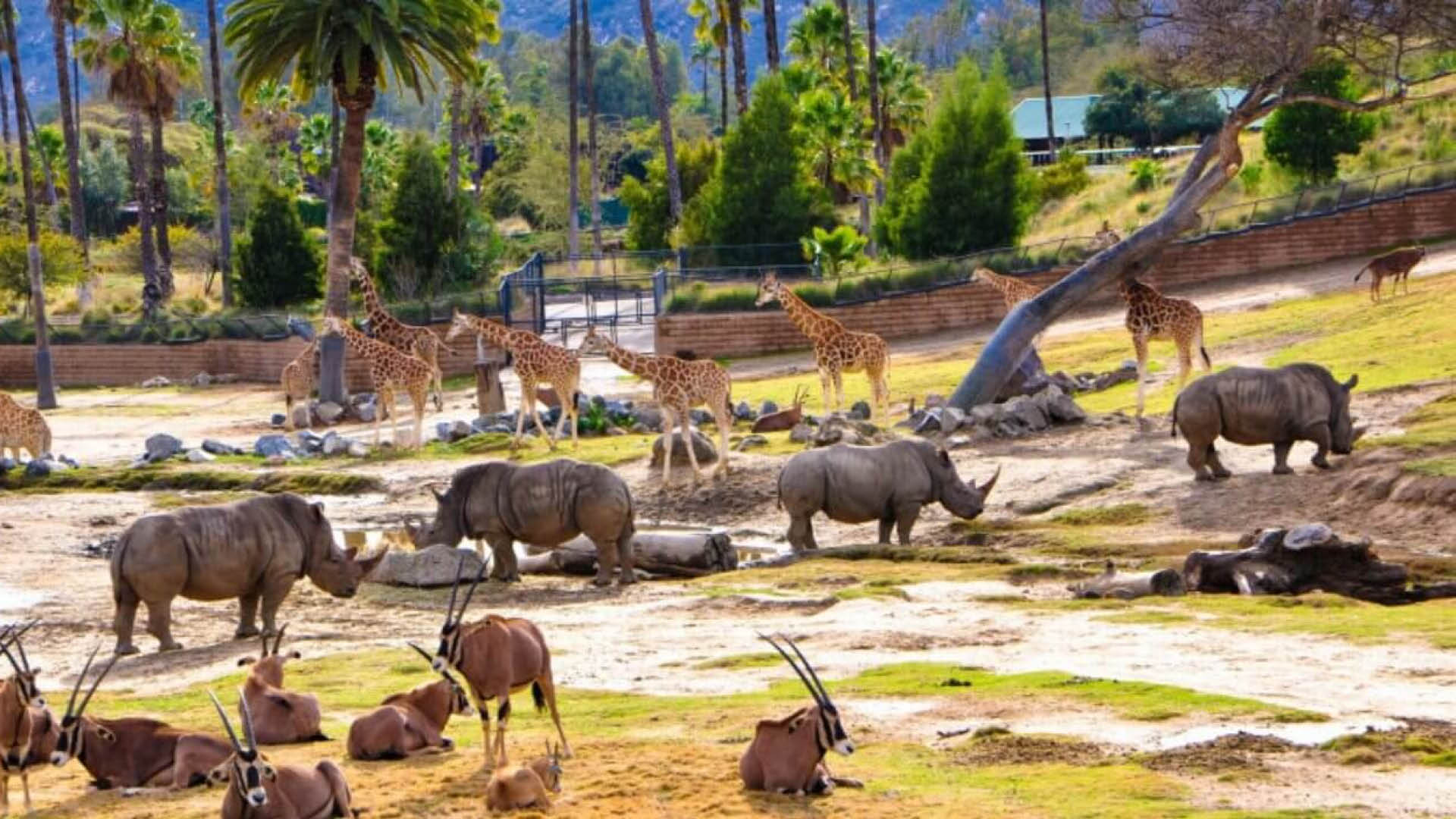 san diego zoo safari park tours