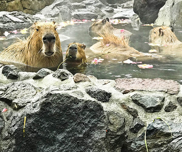 Izu Shaboten Zoo