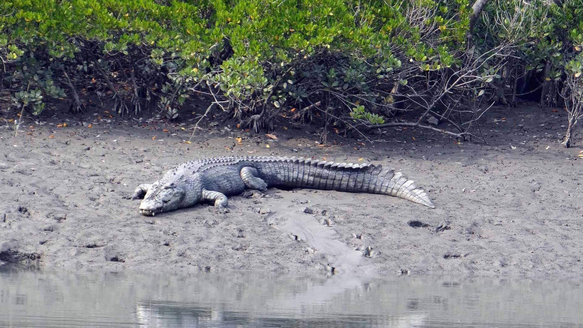 Whitsunday Crocodile Safari Club Wyndham