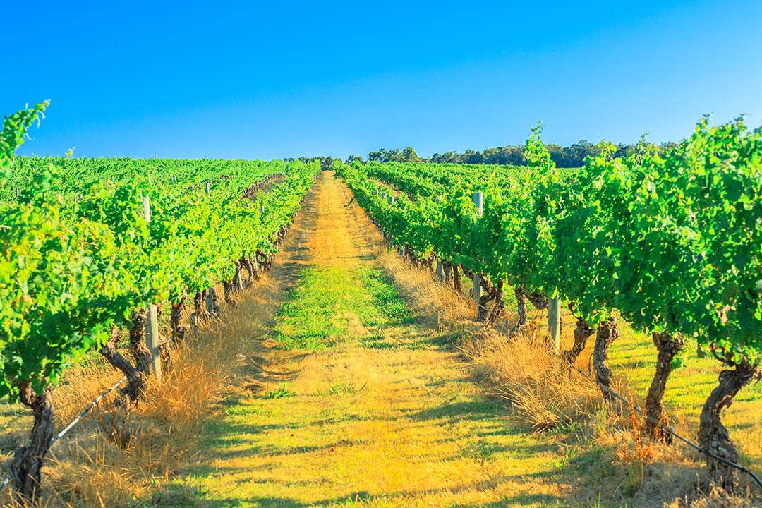 Vineyards in Margaret River