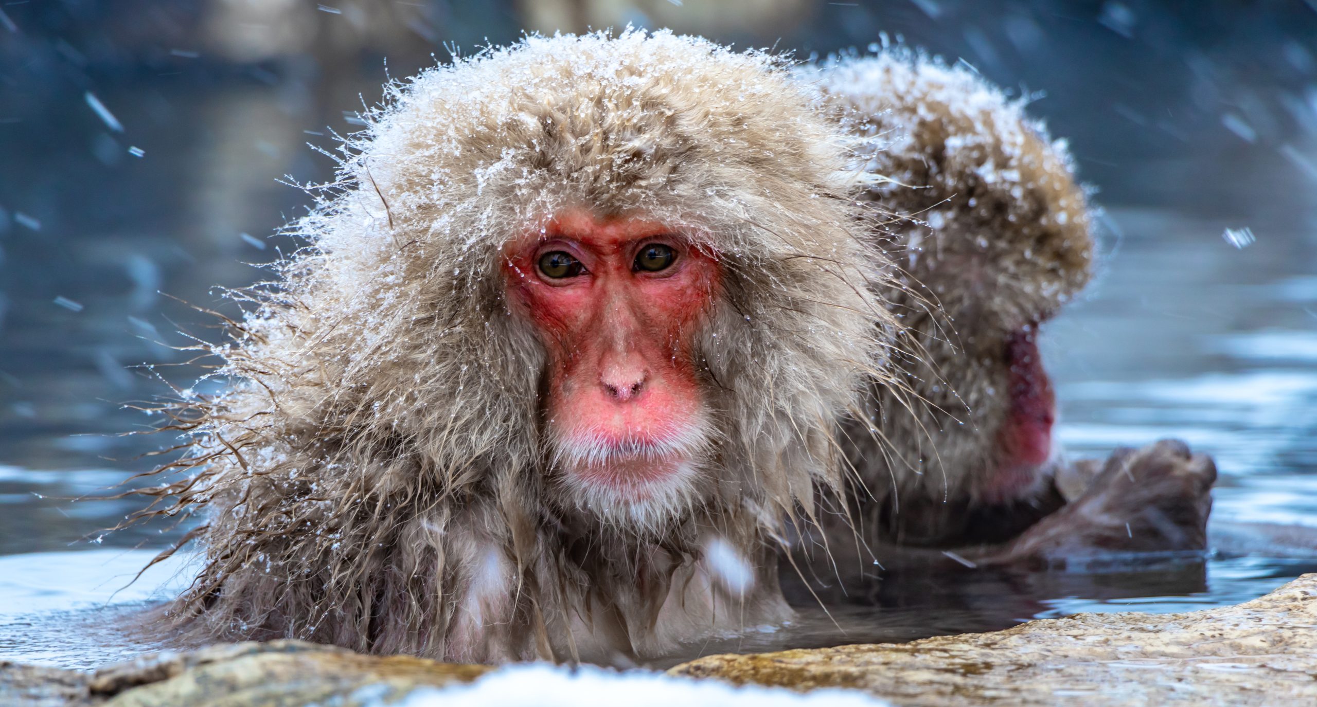 Snow monkey in Nagano, Japan