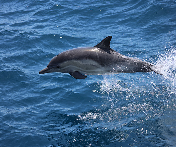 Whale and Dolphin Watching